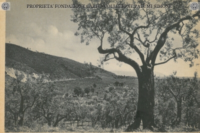 Calvi dell'Umbria - Una veduta degli oliveti